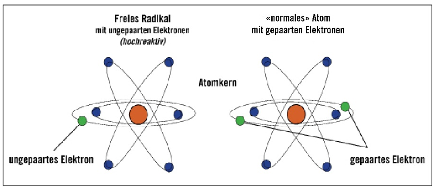 Abb. 1: Unterschied zwischen einem freien Radikal und einem normalen Atom