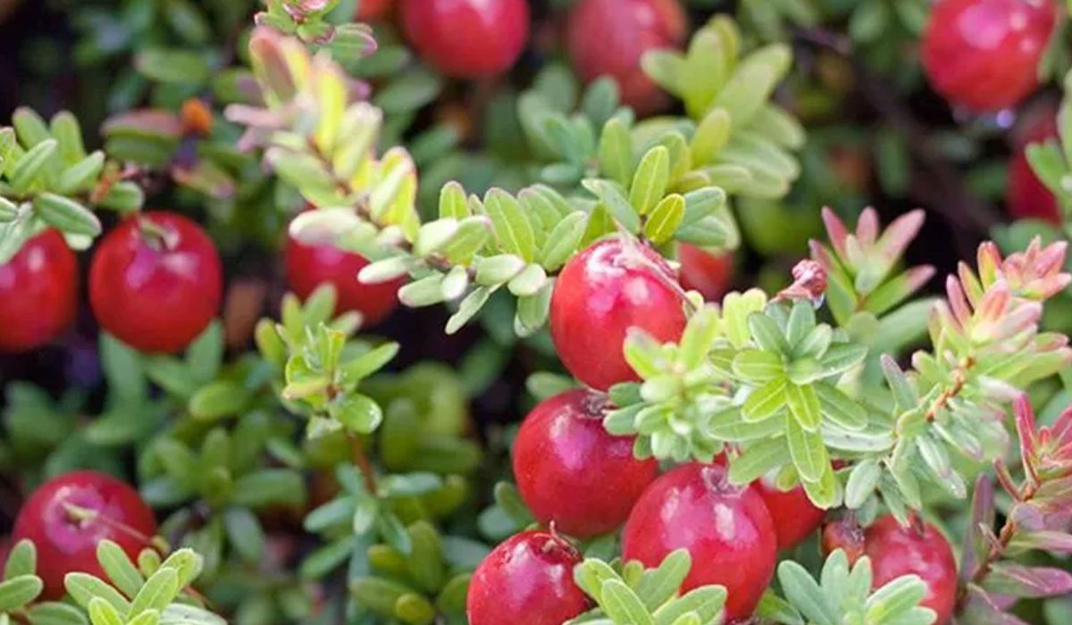 Moosbeeren &ndash; Klein aber oho!