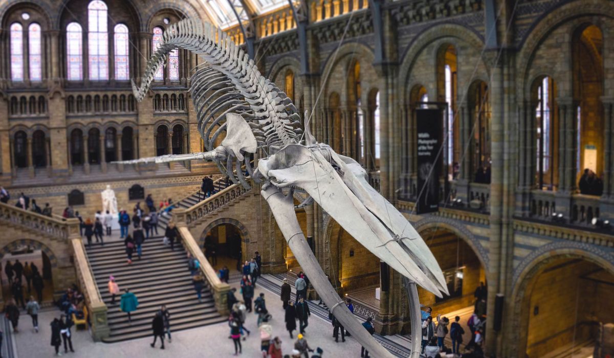 Vitamin K2 &ndash; das vergessene Vitamin