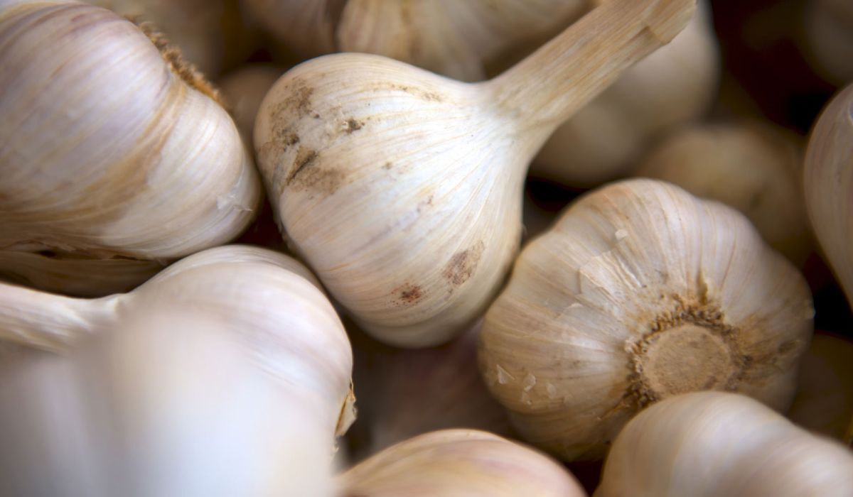 Kyolic Kardio Produkte &ndash; Kapseln & Liquid