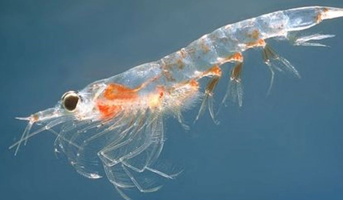 Krill&ouml;l &ndash; Gesundheit aus der Antarktis